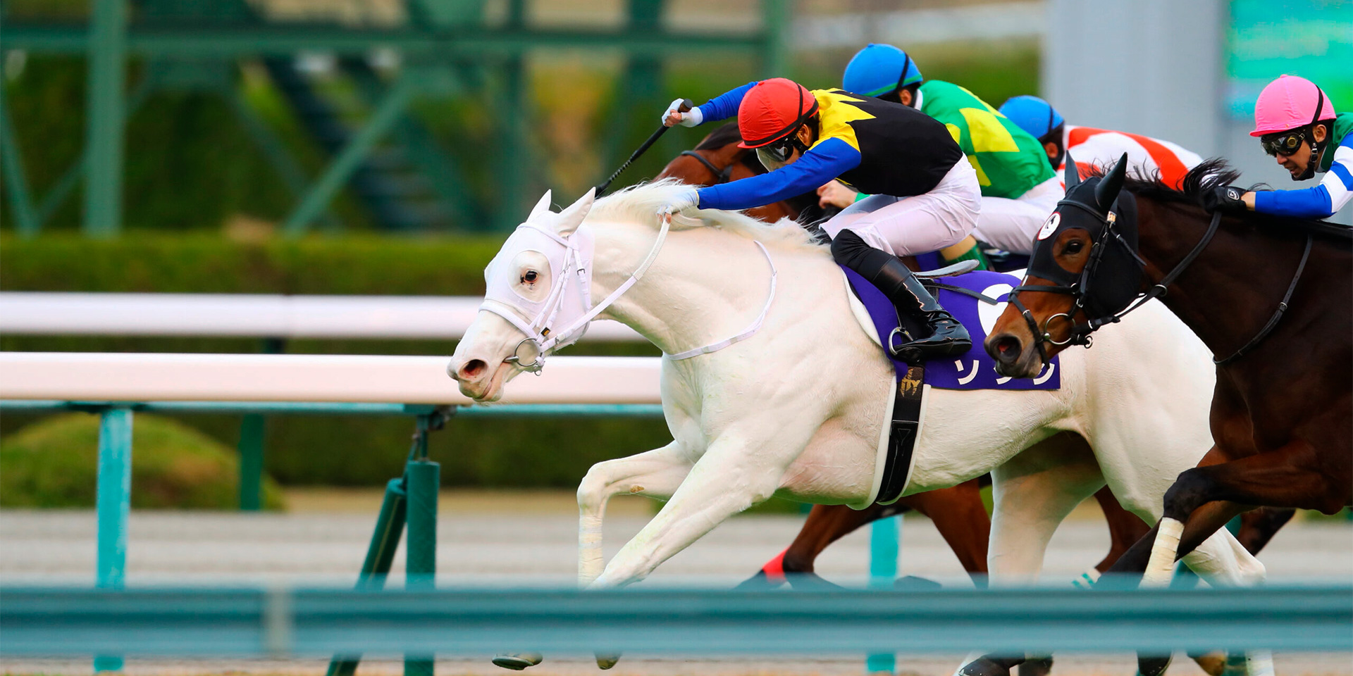 Japan horse racing